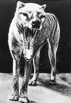 le thylacine pouvait ouvrir sa mâchoire plus largement qu`un loup